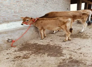 Two Cow calf