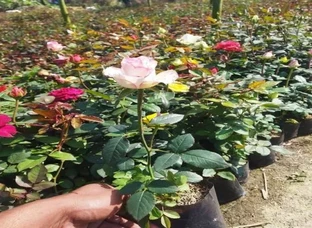 All Flower plants