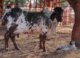 Cow, Buffalo, Bull