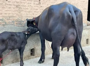 मुर्रा भैंस (Murrah buffalo)