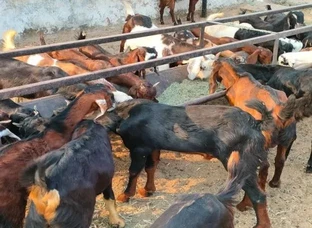 Goats for Sale