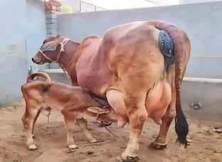 Cow