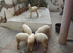 Sheep