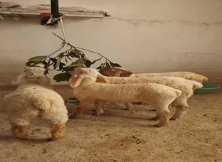 Sheep