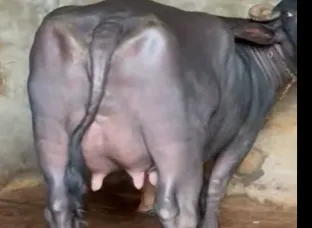 buffalo