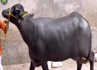 buffalo