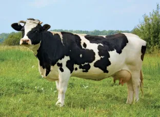 Top HF Cow