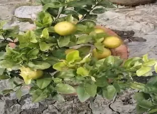 Limbu Plant