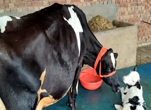 Jersey Cow