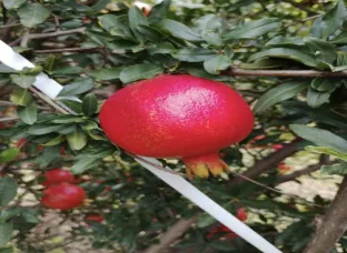 Pomegranate Fruit