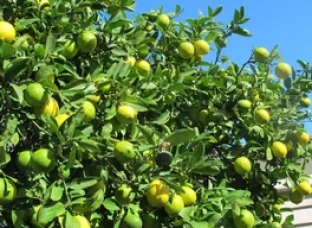 Seedless Lemon