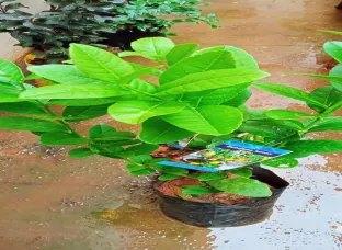 Seedless Lemon Plant