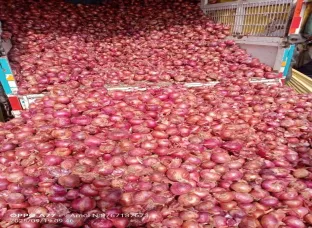 Super Quality Onion