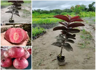 Black Daimond Guava Plant