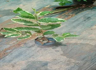 Varigated Guava plant