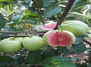 Guava Fruit