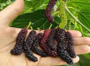 Mulberry Plant