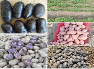 Black & Red Potatoes seeds