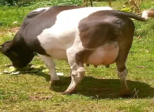 18 Litres mike cow