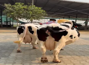 60 लीटर दूध वाली गाय