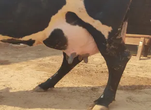 Milk capacity Cow 30 kg