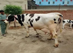 best cow