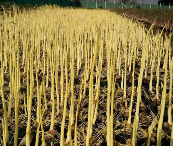 Sugarcane 8005