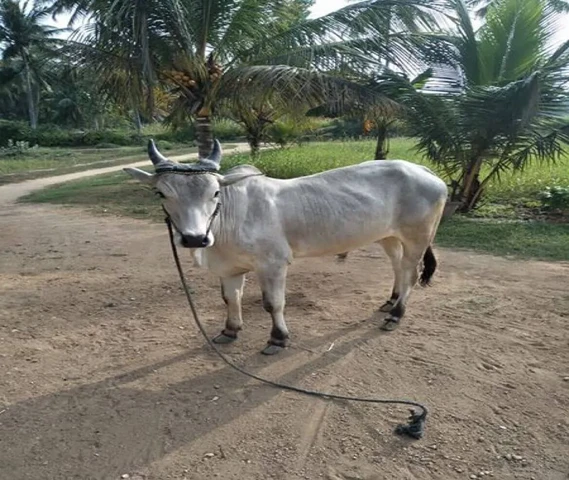 For sale ox