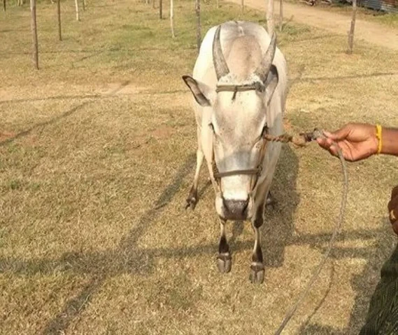 Sale: Mailai kedari  2 month pregnant