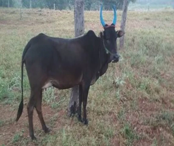 Kaari cow