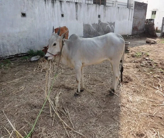 Mayilai calf 15 months old