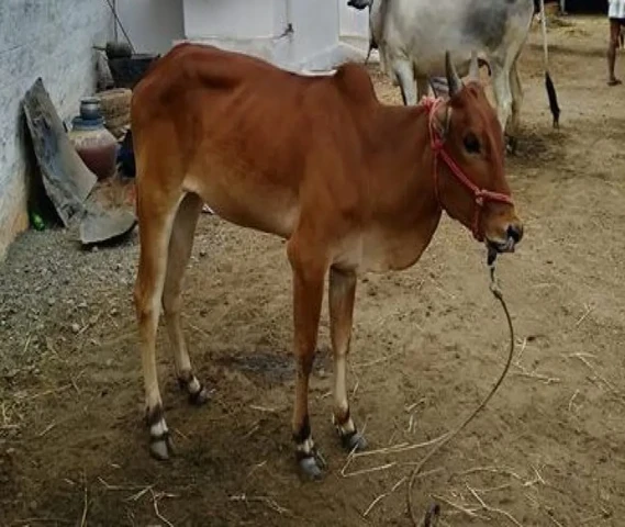 Sevelai kidari kannu