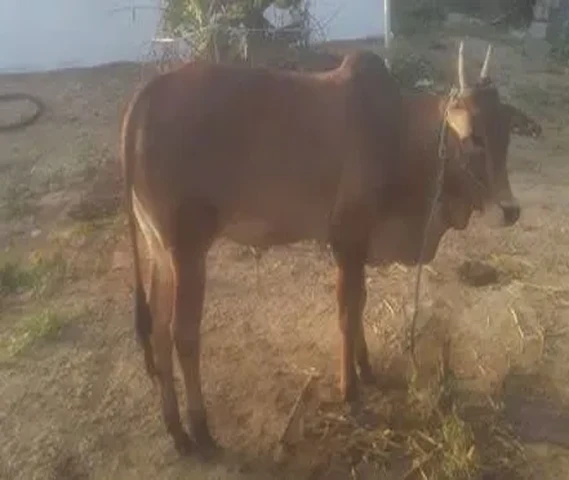 Sevalai kaalai kannu