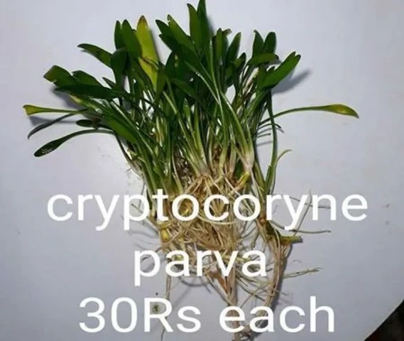 Cryptocoryne Parva