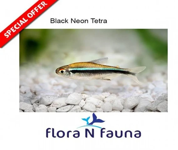 All Tetra Fish For Sale @ Kollam