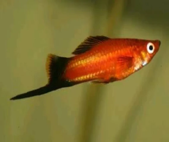 Red Swordtail