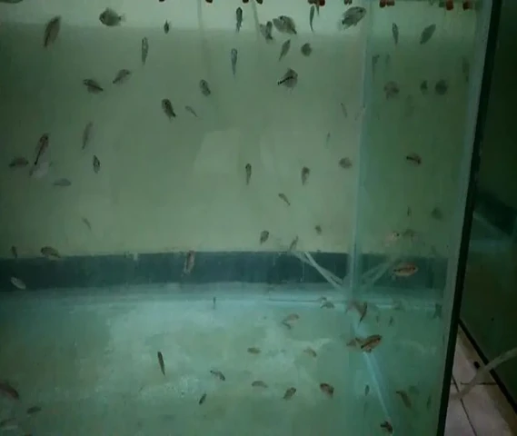 Hq flowerhorn fishes for sale