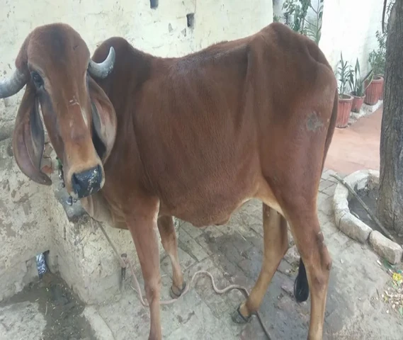 For sale 3month pregnant