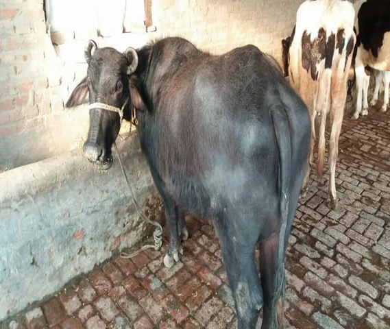 Teeja suaaa , pichhe katti 