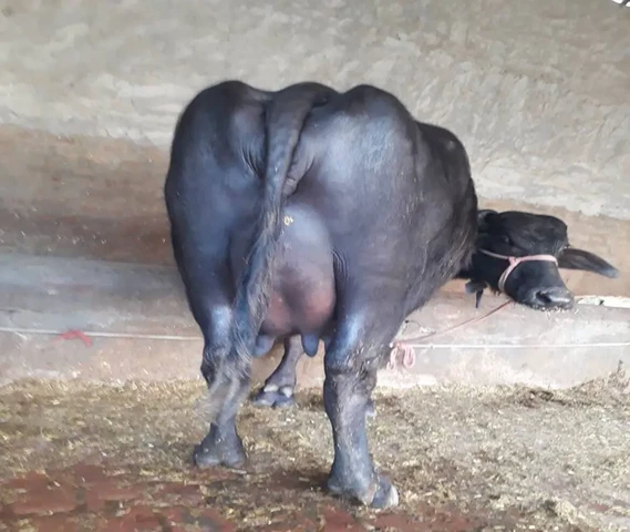 Buffalo for sale 2nd lactation 3 days left in delivery