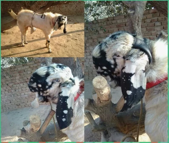 Pure betal bakra for sale