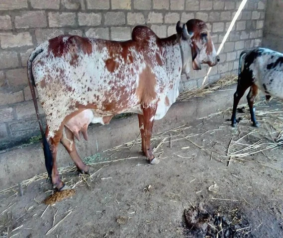 best gir cow all india