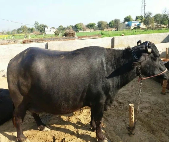 Murrah Buffalo for sale Calving 2nd time 14 kg
