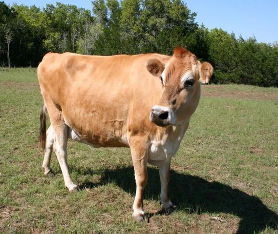 Jersey mix cow for sale  2nd lactation