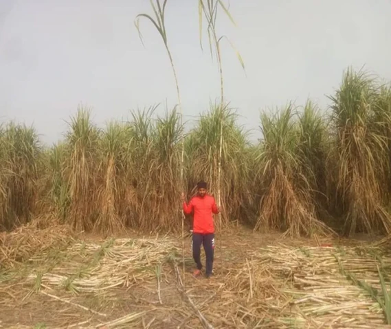 Sugarcane Co 238