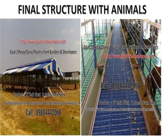 establishing commercial Goat/Sheep/Dairy & Poultry Farm