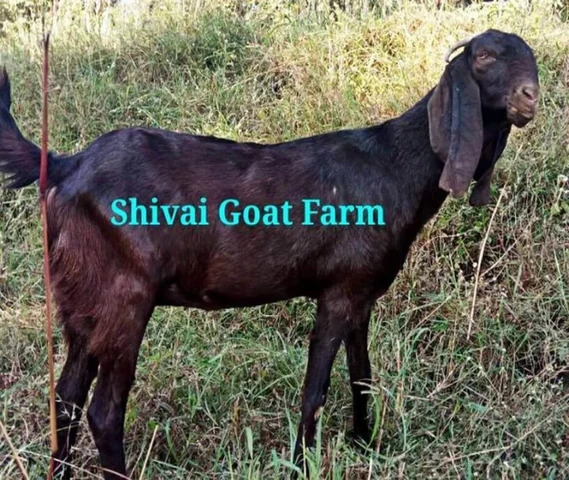 बिटल