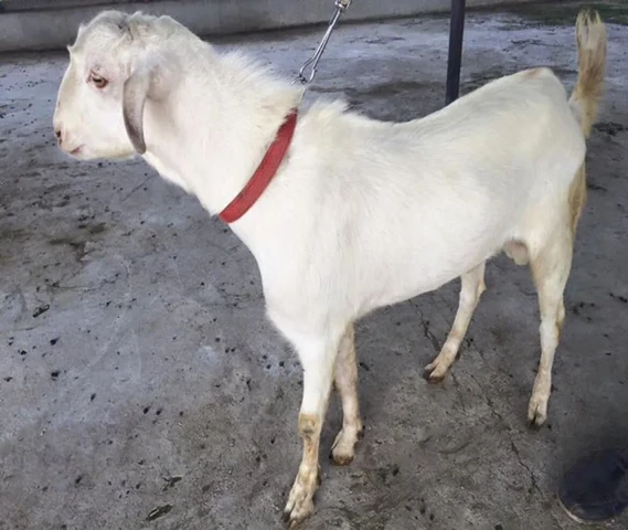 barbara white male goat