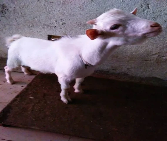 Full white bantum for Sale