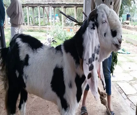 Jamunapuri hybrid goats